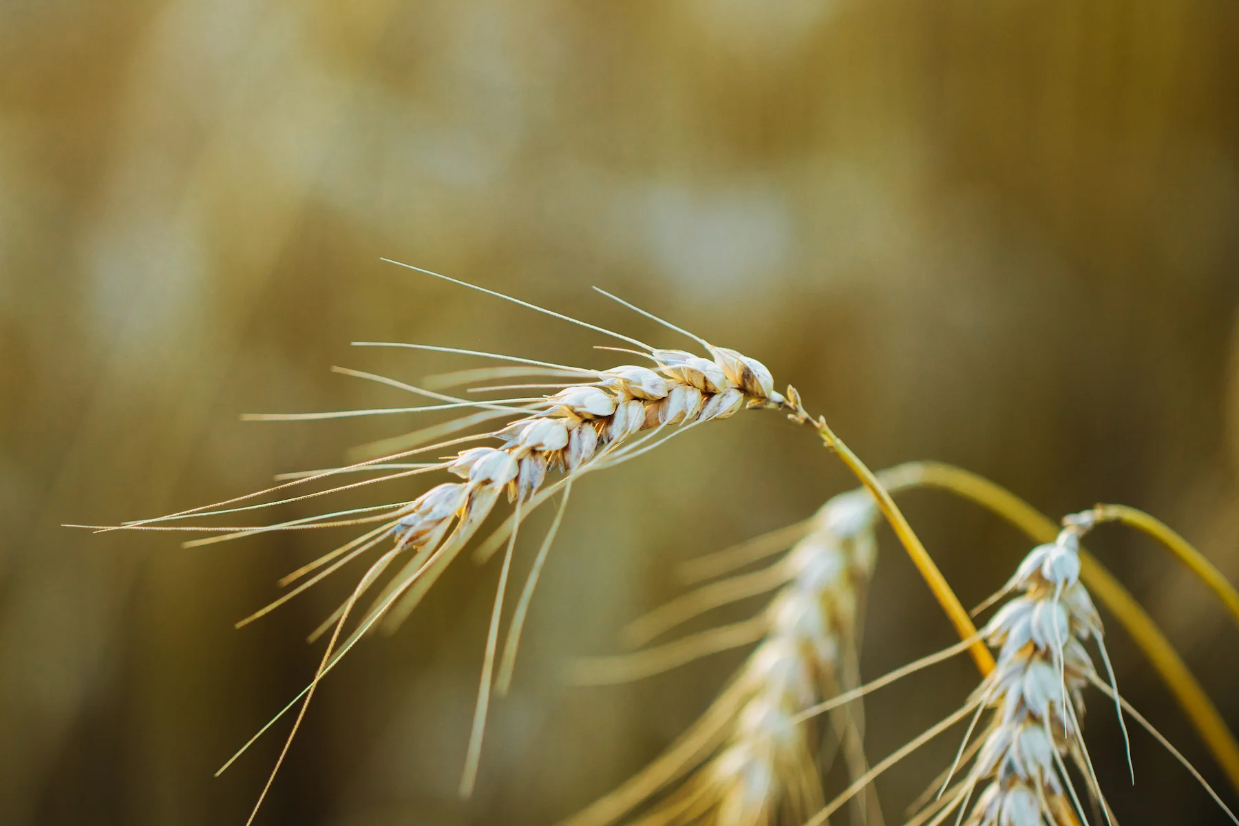 hofmanufaktur-huttenberg-hofleben-landwirtschaft-landwirtschaftsbetrieb-weizenanbau-weizen Weizen von der Hofmanufaktur zum Huttenberg
